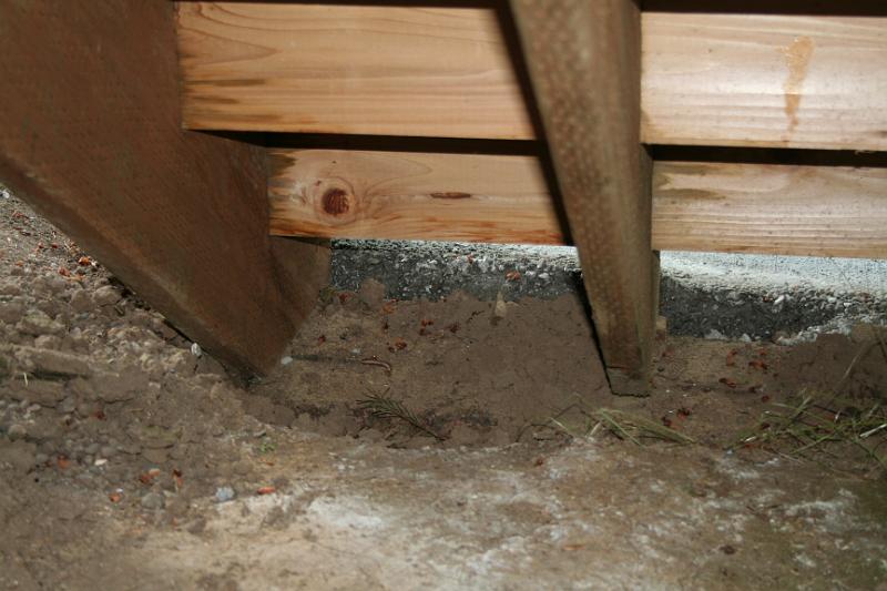 IMG_1754.JPG - Risers sitting on soil
